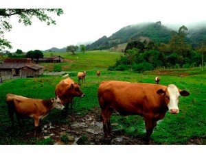 vacas_jpg_1058132790